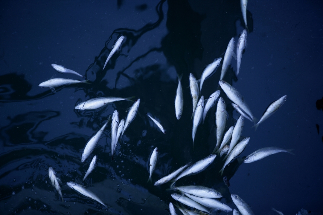 Died fish in polluted sea water, contamination