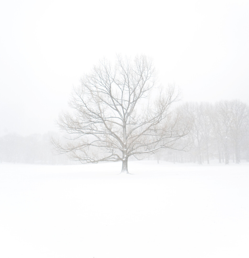 Tree in the snow